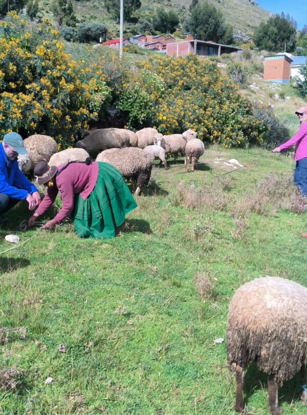 Andean Herding Experience – Sheep & Cattle in Luquina