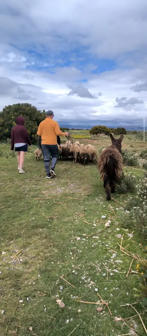 Travelers herding sheep with Bernardo the donkey in Luquina Chico, Lake Titicaca