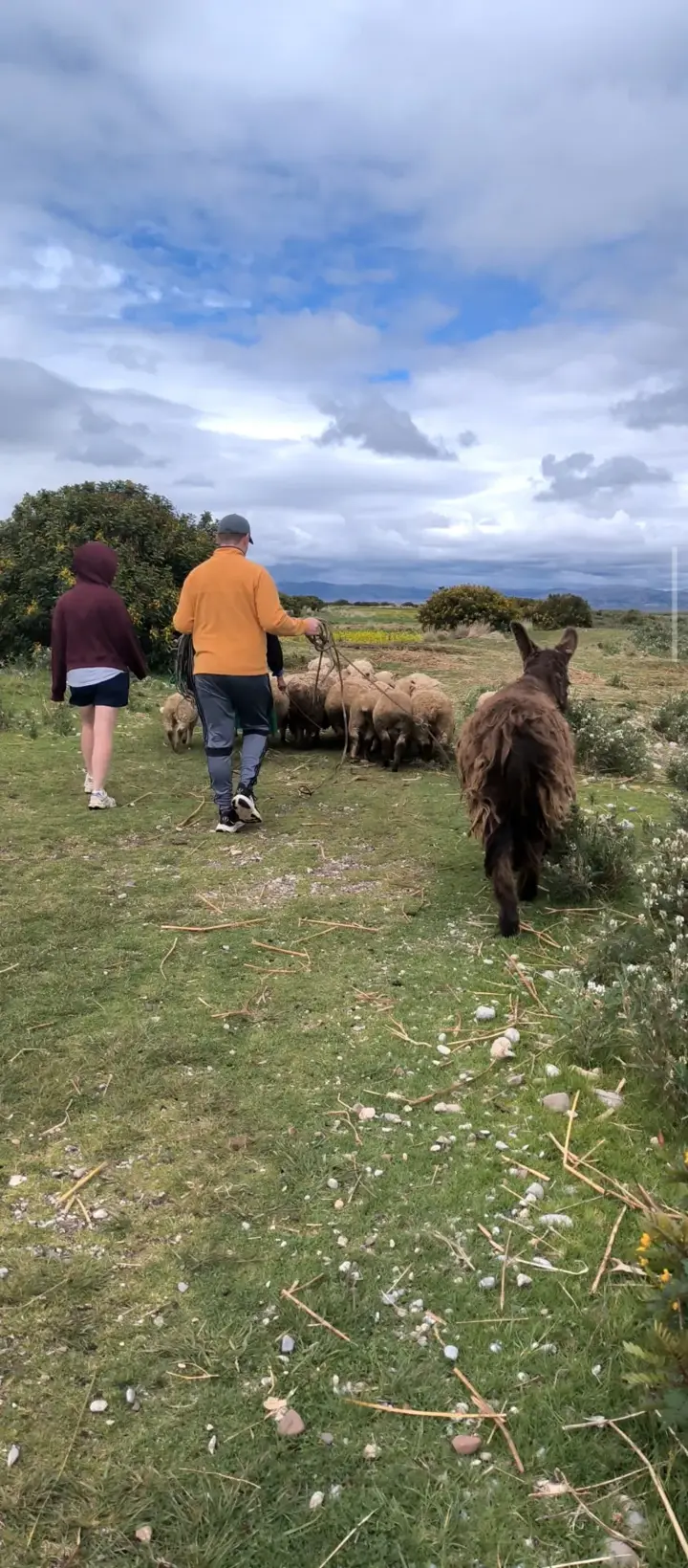 Travelers herding sheep with Bernardo the donkey in Luquina Chico, Lake Titicaca