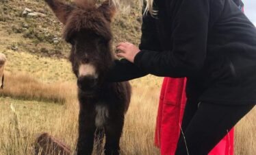 Visitor interacting with a donkey in Luquina Chico highlighting rural life in Puno, Peru