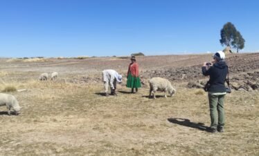 Sheep grazing in traditional corrals of Luquina Chico with Lake Titicaca in background Puno Peru