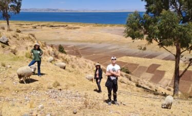 Visitors herding sheep with local residents in Luquina Chico by Lake Titicaca Puno Peru