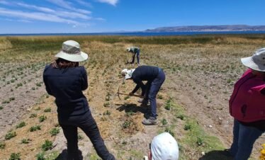 Tourists volunteering in potato farming with local community in Luquina Chico by Lake Titicaca Puno Peru