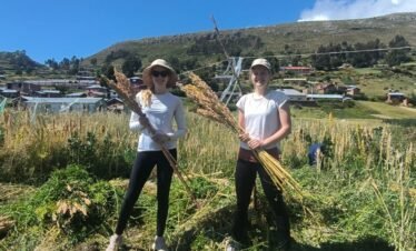 Visitors harvesting quinoa with the Aymara community in Luquina Chico, Lake Titicaca, Peru