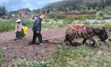 Residents of Luquina Chico sowing wheat with traditional Andean plowing techniques on Lake Titicaca, Peru