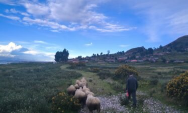 Traveler guiding sheep through traditional paths of Luquina Chico with Lake Titicaca in background Puno Peru