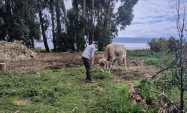 Traveler feeding cow in Luquina Chico with Lake Titicaca in background Puno Peru