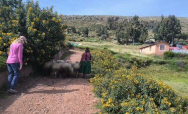 Community member and guests guiding sheep along rural paths in Luquina Chico during a 7 day Lake Titicaca sustainable community tour, Puno